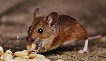 24 Hour & Emergency Exterminators in Mc Guire Air Force Base, NJ
